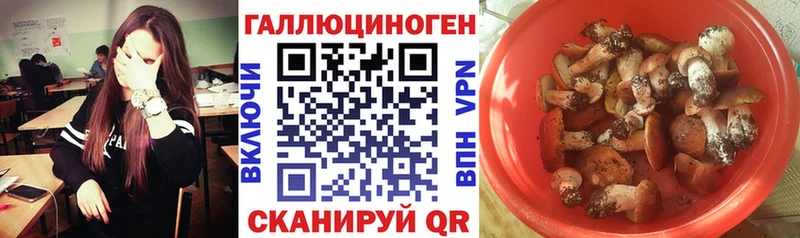 Купить где  Шатура  Псилоцибиновые грибы GOLDEN TEACHER 